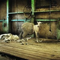 Background_web_sheep image